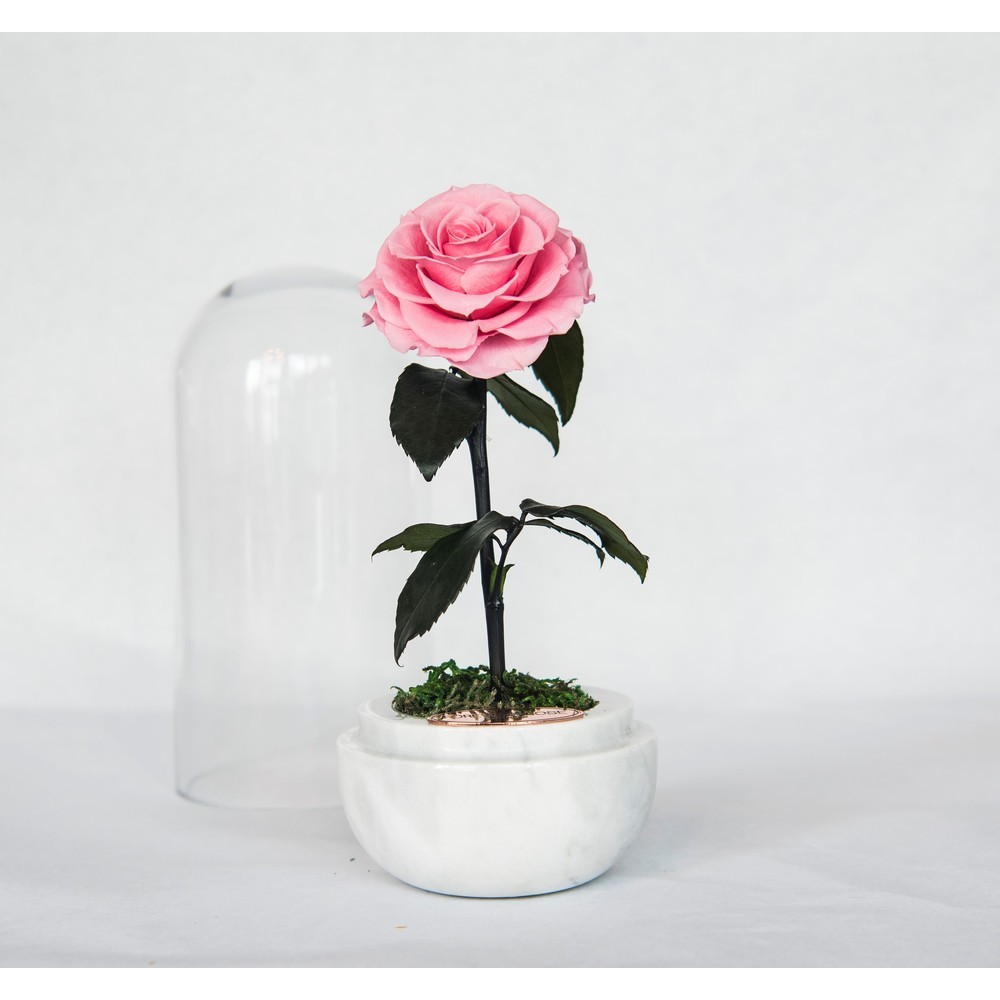 Forever Rose London Preserved Roses The Capsule Pretty Pink With White Marble Base Small